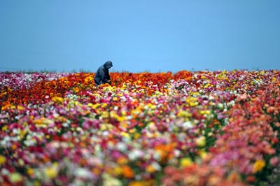 居室桃花运风水